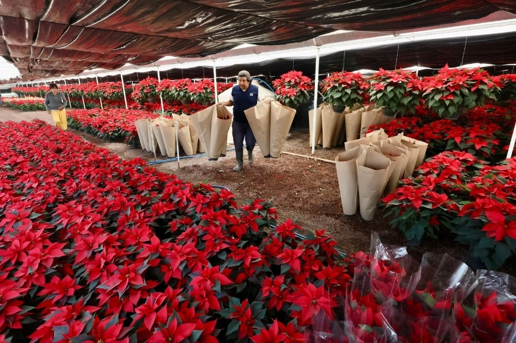 gobierno-cdmx-invita-a-comprar-nochebuenas-en-puntos-de-venta-de-xochimilco-7482html-flor-nochebuenajfif-2396html-d8ff20a1-8608-4b15-a667-c8d5c4794965ljnimgndimage=fullsize