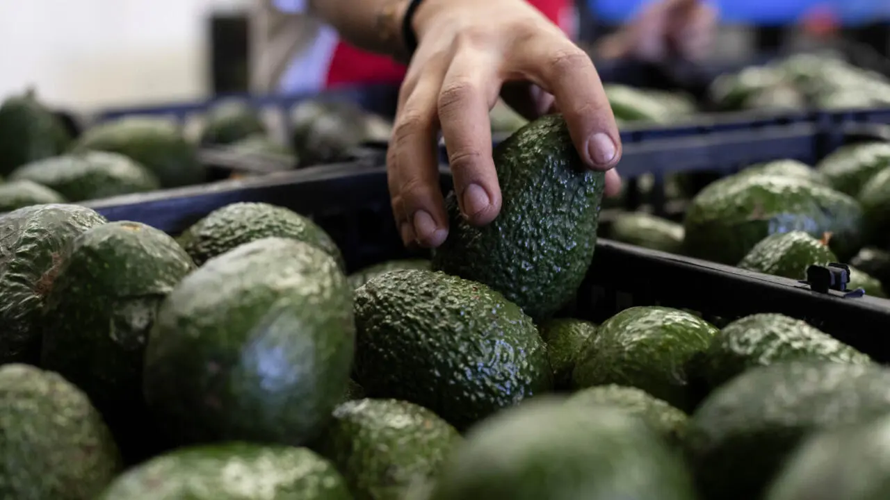 amenaza-de-trump-por-aranceles-pone-en-riesgo-al-aguacate