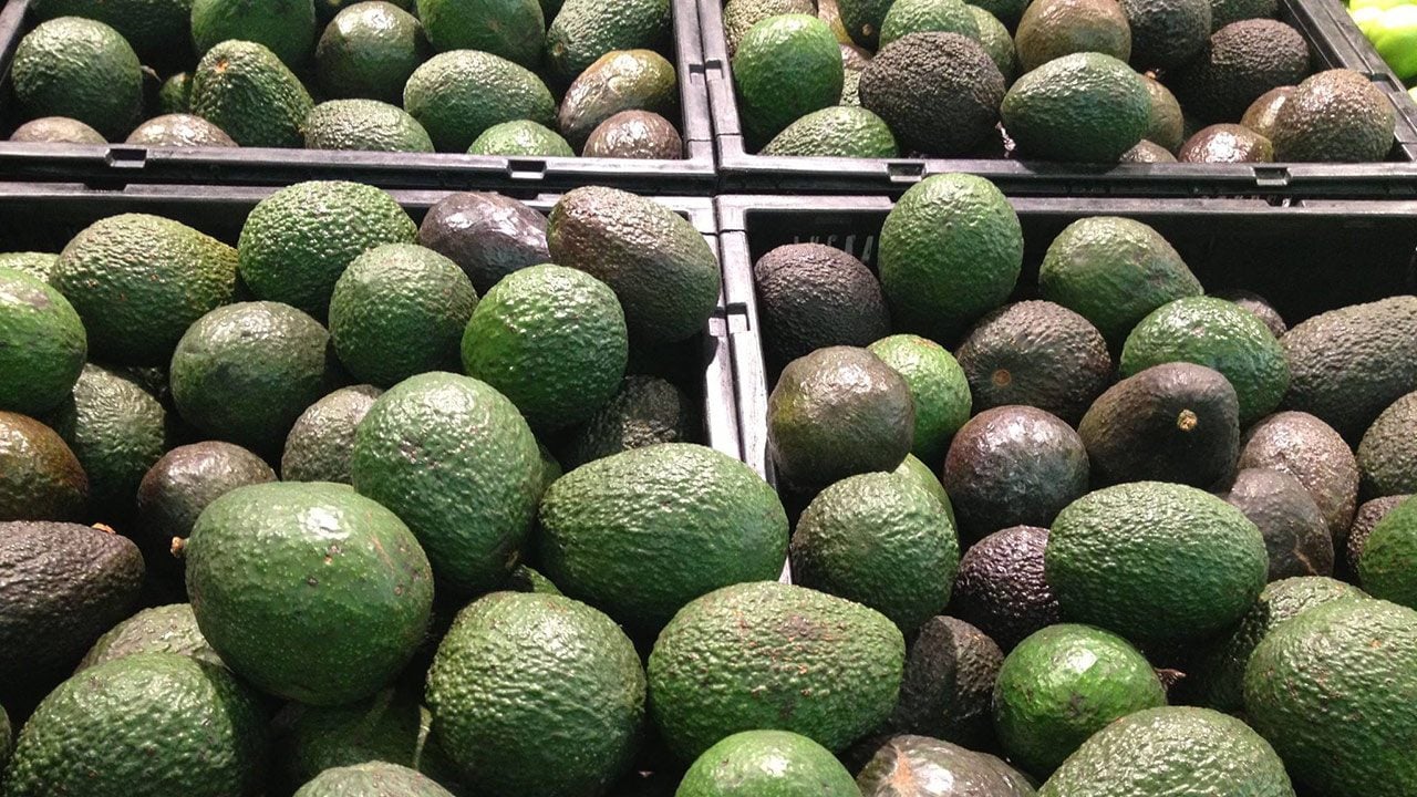 aguacate2-1-e1491855439706